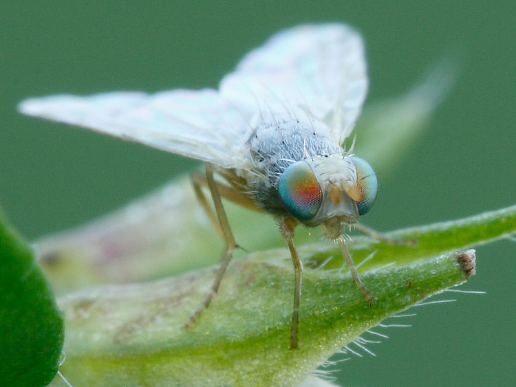 id: Tephritidae ?